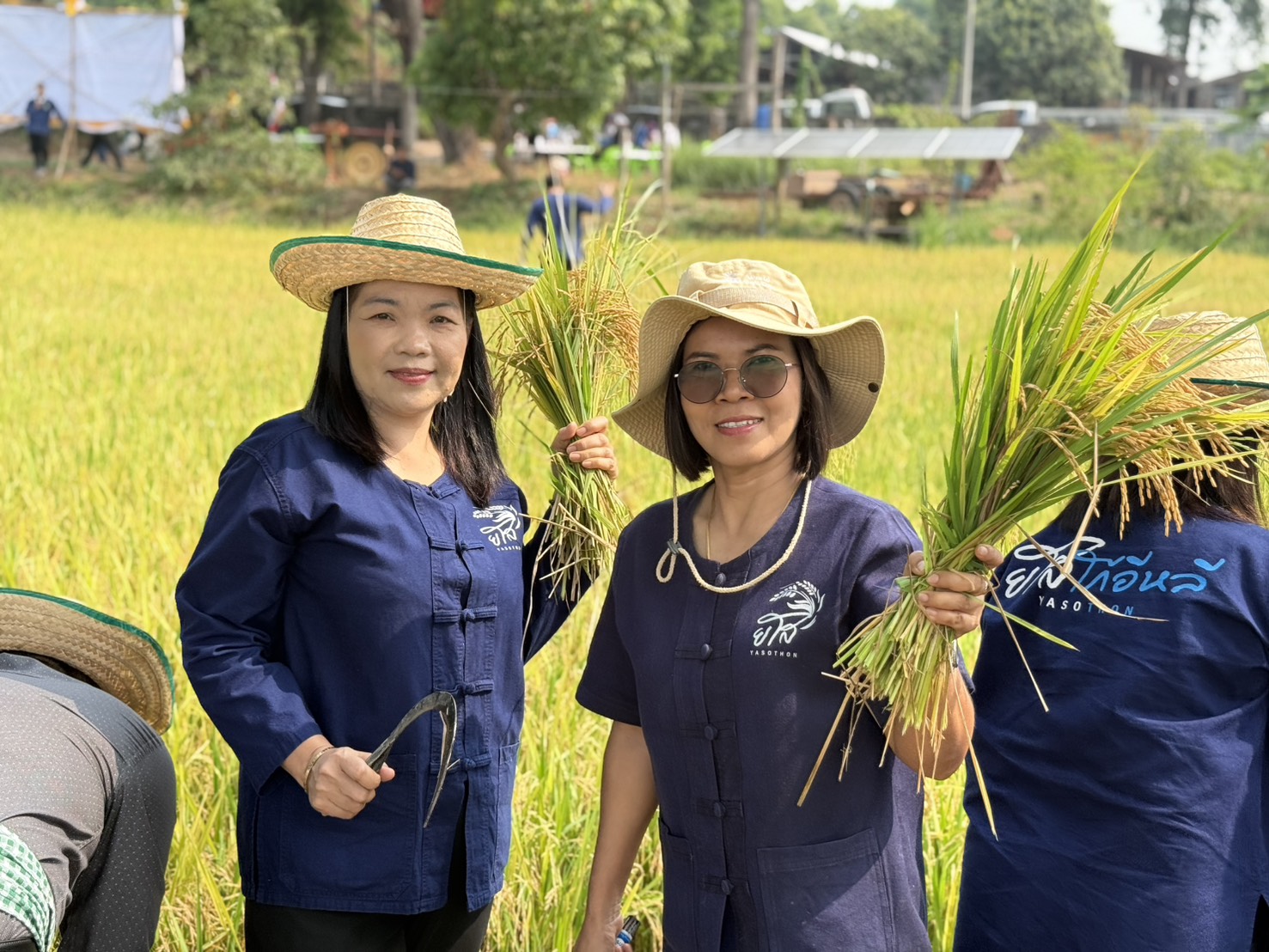 title - ส.ป.ก.ยโสธร ร่วมกิจกรรมเกี่ยวข้าว ภายใต้โครงการปลูกข้าวเฉลิมพระเกียรติ พระบาทสมเด็จพระเจ้าอยู่หัวฯ เนื่องในโอกาส มหามงคลเฉลิมพระชนมพรรษา 74 พรรษา
